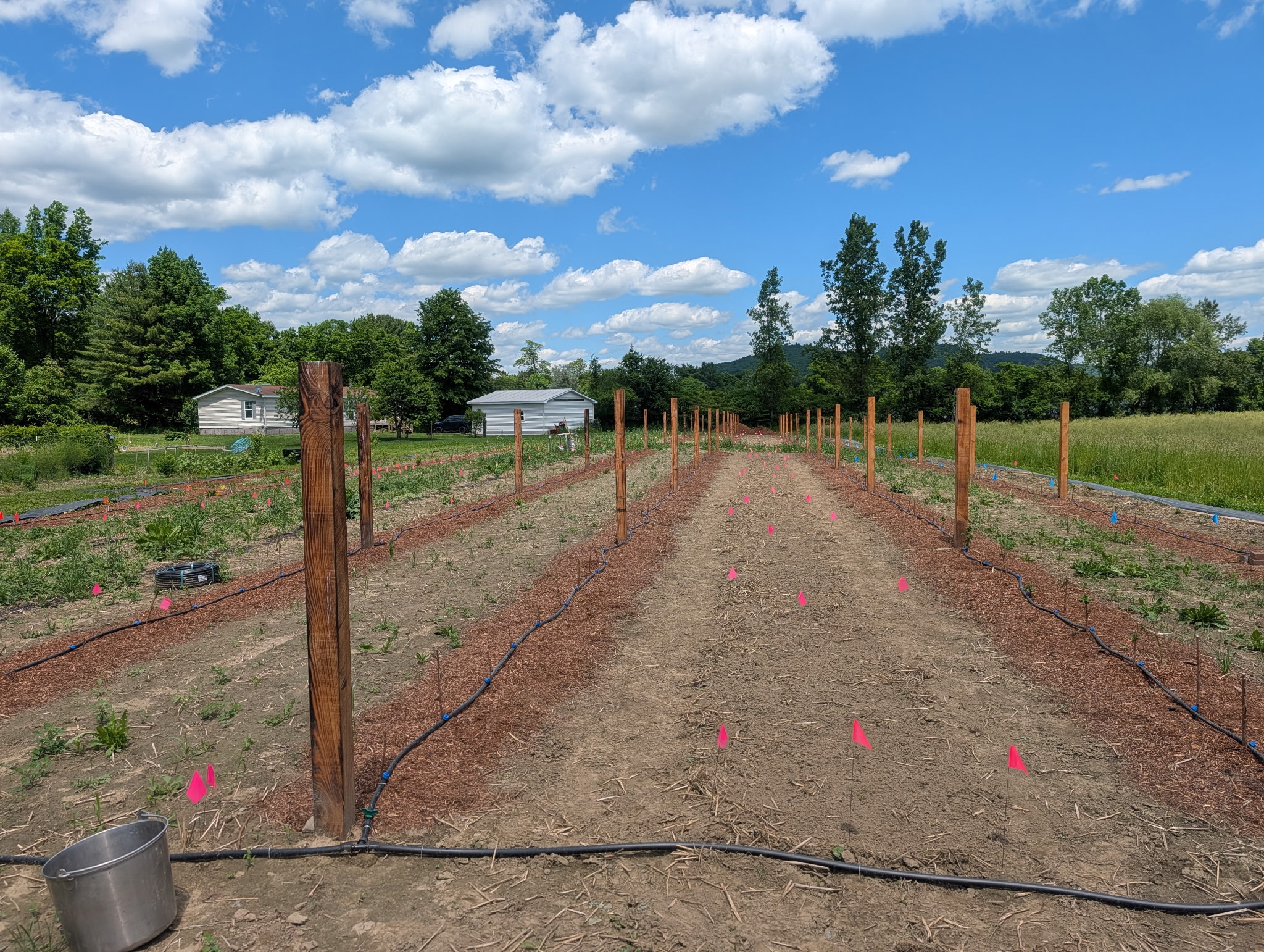 Raspberry field just after raspberries have been planted and trellis posts installed.