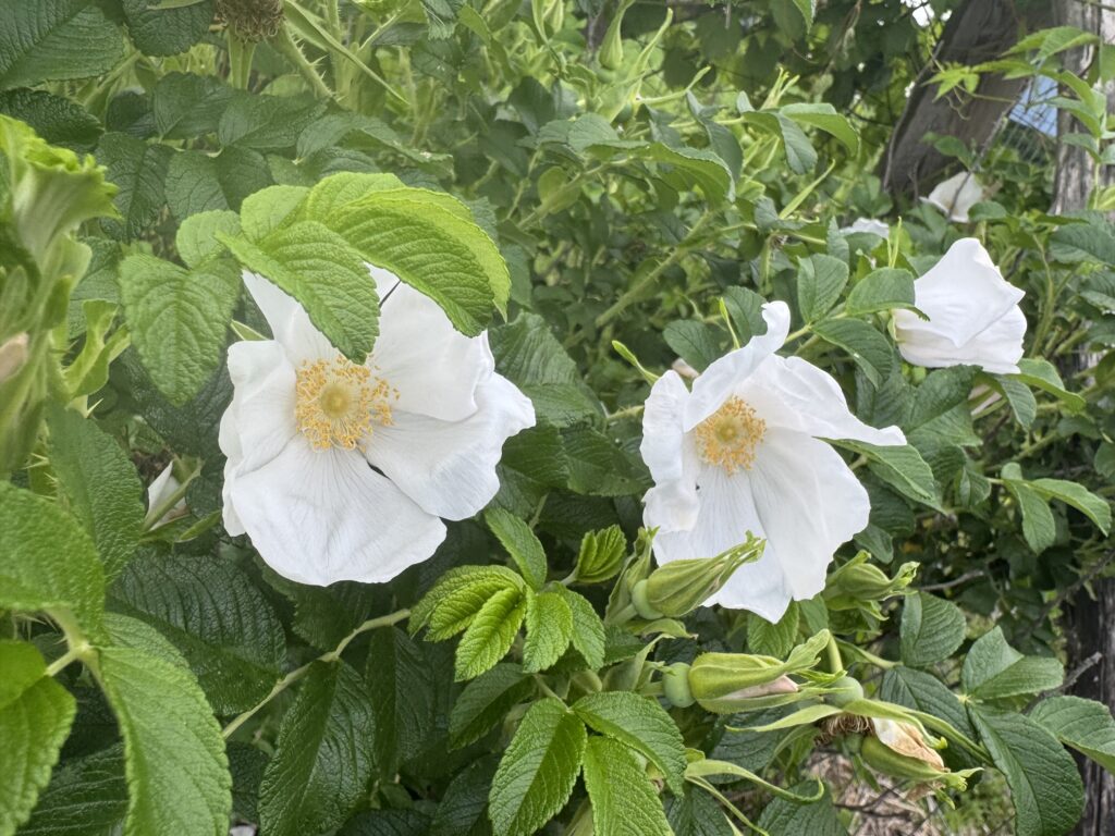 Heirloom open petal white rose bush plant