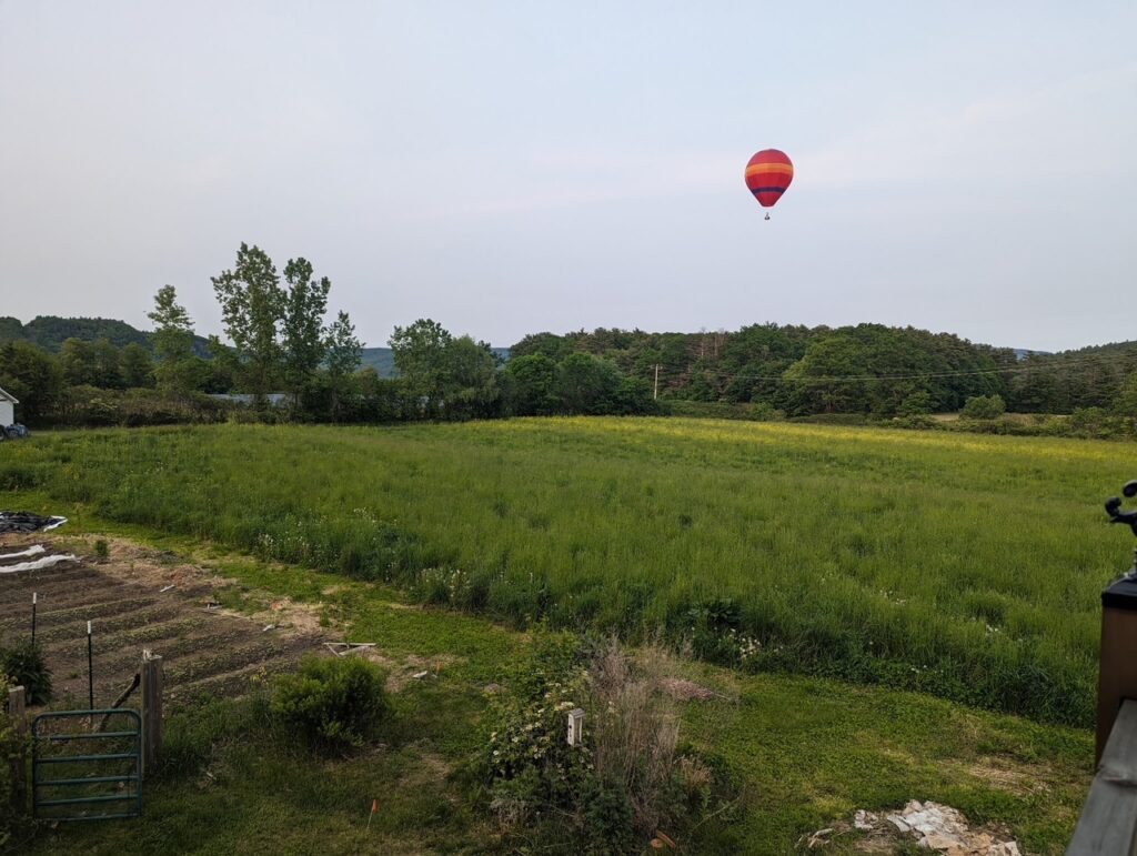 Field of lush cover crop where future production will go.